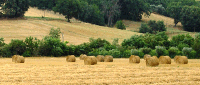 Agrolinker - A Portal for Students and Scholars of Agriculture and Forestry - Forum Home
