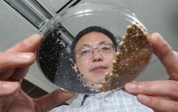 Agronomist Jianxin Ma holds a dish of seeds from cultivated soybeans (right) and from their wild, hard-coated progenitors (left). (Purdue Agricultural Communication / Tom Campbell) 